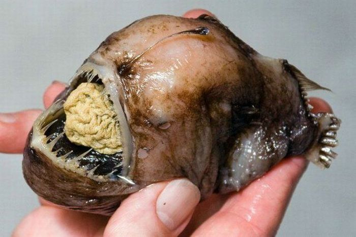 Scariest+Fish+In+The+World Photos of most scariest fish in the world, gathered from different ...