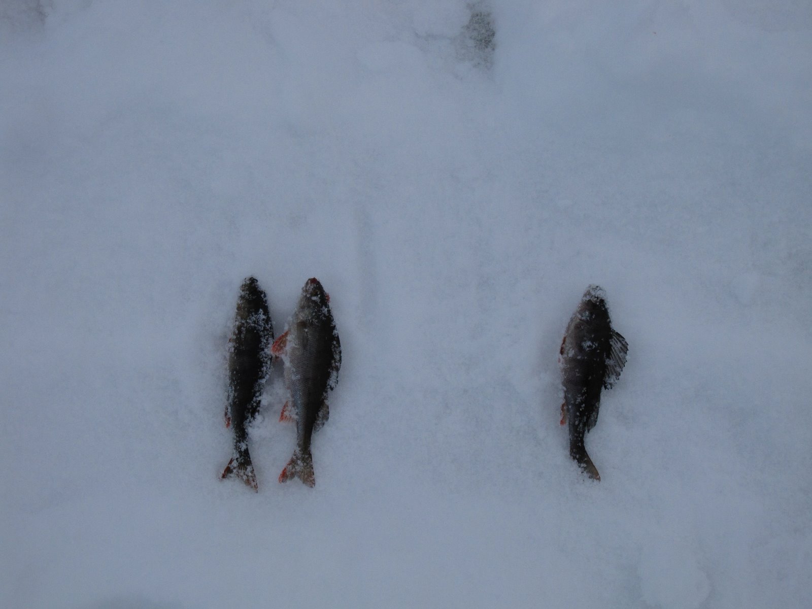 [IMG_2352.JPG]