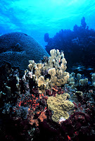 reef2583.jpg reef2583.jpg