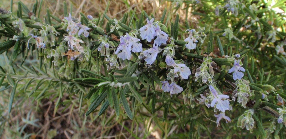 The Choice of Landscape Now Blooming, Rosemary Even in Winter!