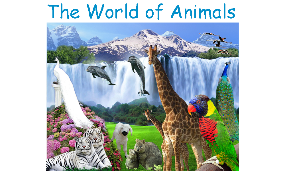 The World Of Animals