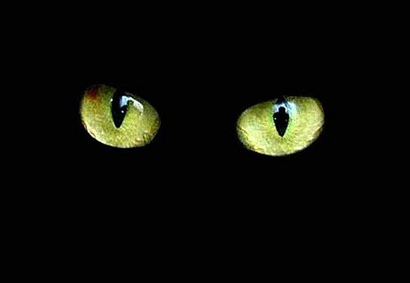 Basé sur l'ordre alphabétique, tout ce qui vous passe par la tête. - Page 22 Yeux%2Bchat%2Bnoir