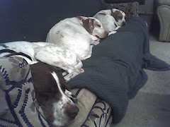 SofaDogs