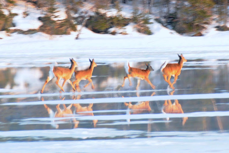 Deer on melting lake - Vermilion 3-16-09