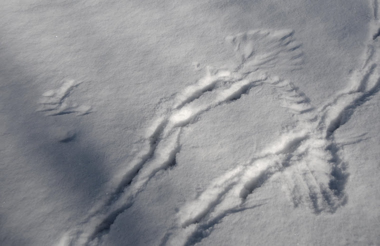 Raven Snow Landing 2 - Eveleth - Winter 2009