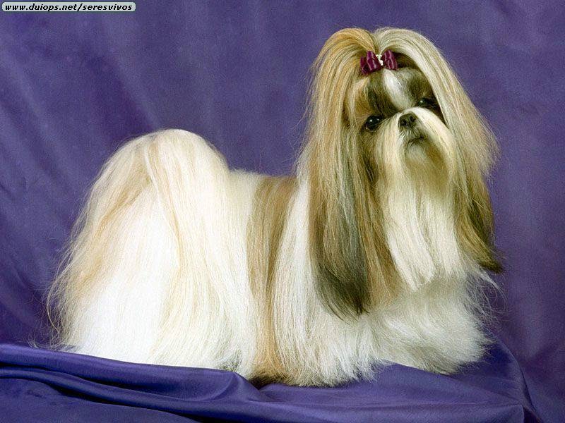 Shih Tzu:Pictures of Dogs and All About Dog