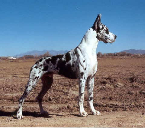 merle dane