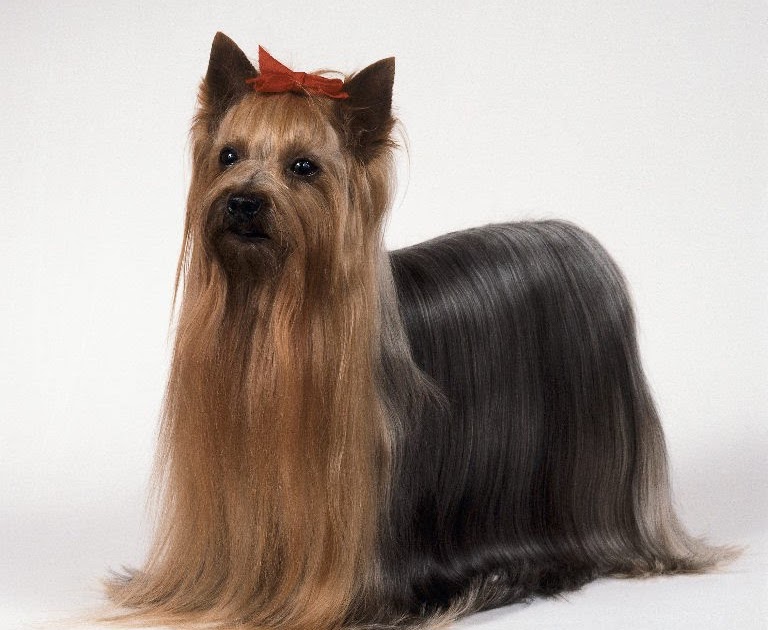 groveshire yorkshire terriers