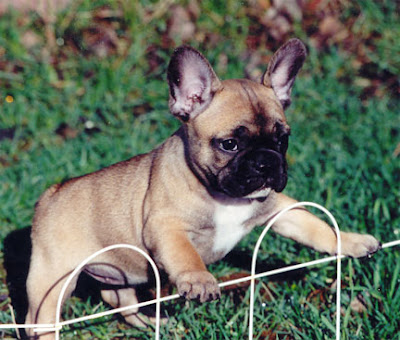 French Bulldog