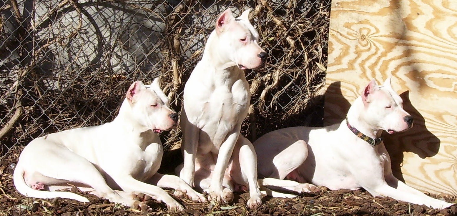 Dogo+argentino+breeders+in+ny
