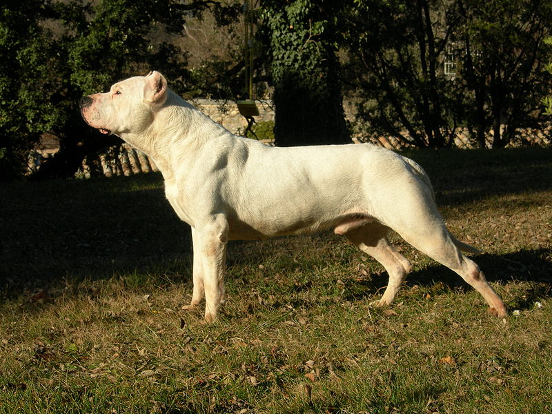 dogo argentino breeders in california. Dogo Argentino