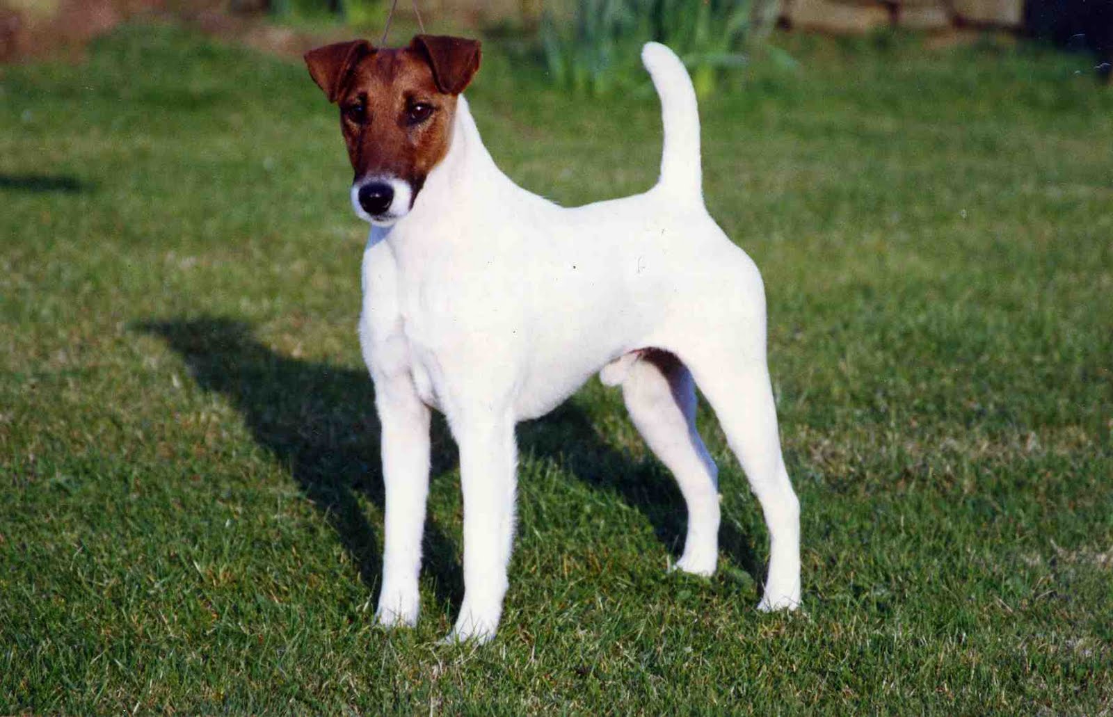 Pictures of Dogs and All About Dog Smooth Fox Terrier