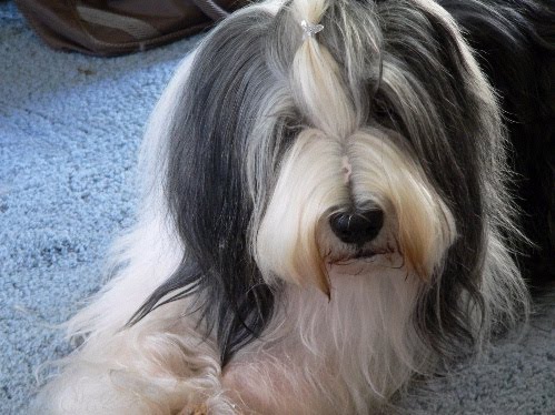 Bearded Collie Short