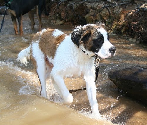 Dog Kennels In High River Alberta Dog Kennels In High River Alberta