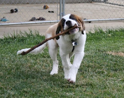 Dog Kennels In High River Alberta Dog Kennels In High River Alberta