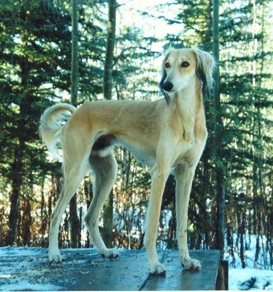 saluki pictures dogs all about dog saluki pictures dogs all about dog
