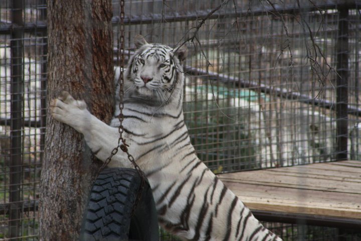 cat scratching post for big cats