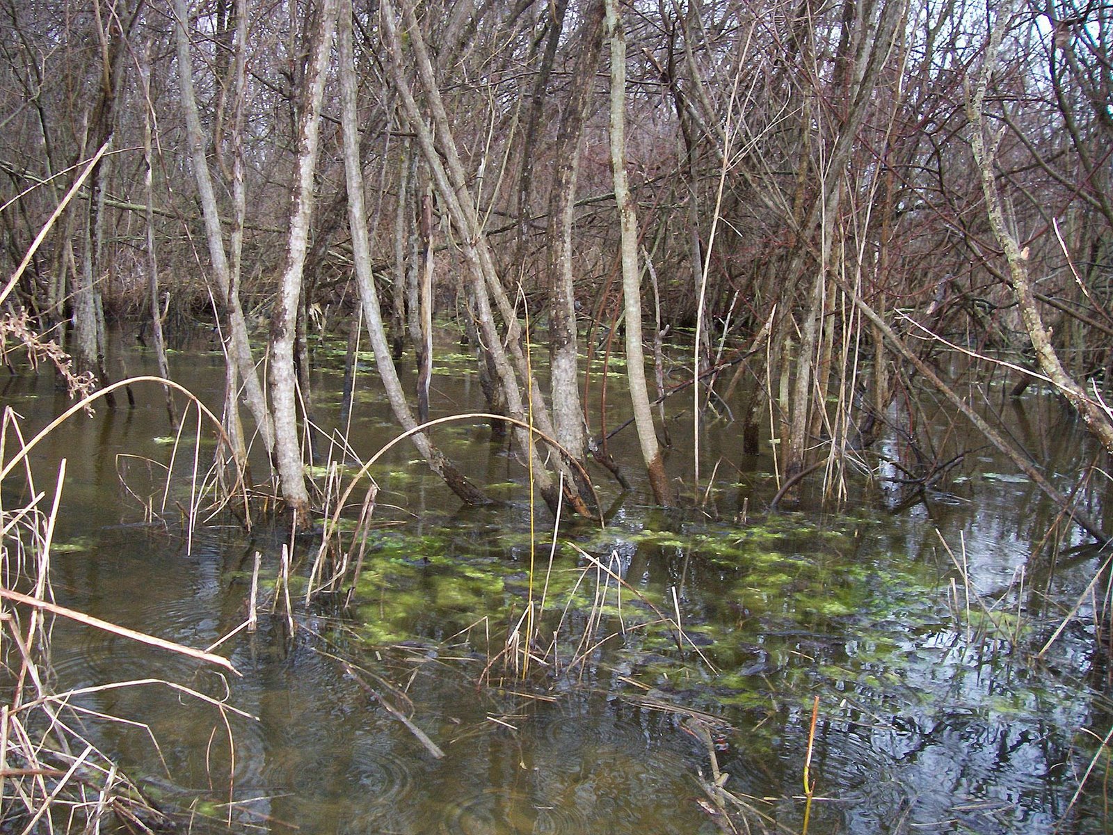 [grave+swamp+water.jpg]