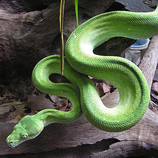 [Green+Python+Snake.jpg]