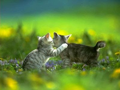 cute puppies and kittens wallpaper. puppies and kittens and; puppies and kittens and. Rogzilla. Jan 10, 01:52 AM. You know what I want? A small UMPC tablet, cute puppies and kittens wallpaper. cute puppies and kittens wallpaper. puppies and kittens and; puppies and kittens and. Rogzilla. Jan 10, 01:52 AM. You know what I want? A small UMPC tablet,