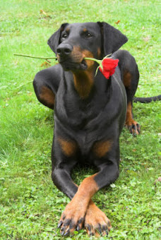 Doberman Pinscher