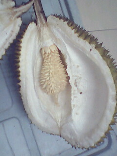 [durian5.jpg]