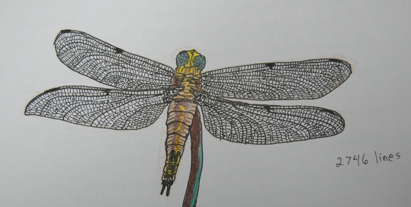Simple+dragonfly+drawing