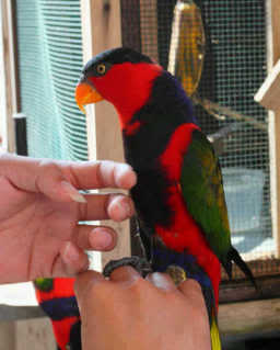 Silmy Researcher S Blog Merawat Burung Nuri Kepala Hitam Silmy Researcher S Blog Merawat Burung Nuri Kepala Hitam