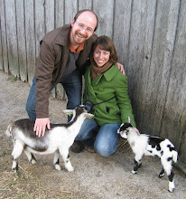 Playing with baby goats