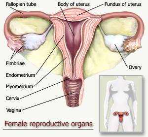 [FemaleReproductiveOrgans.jpg]