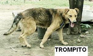 [TROMPITO.JPG]