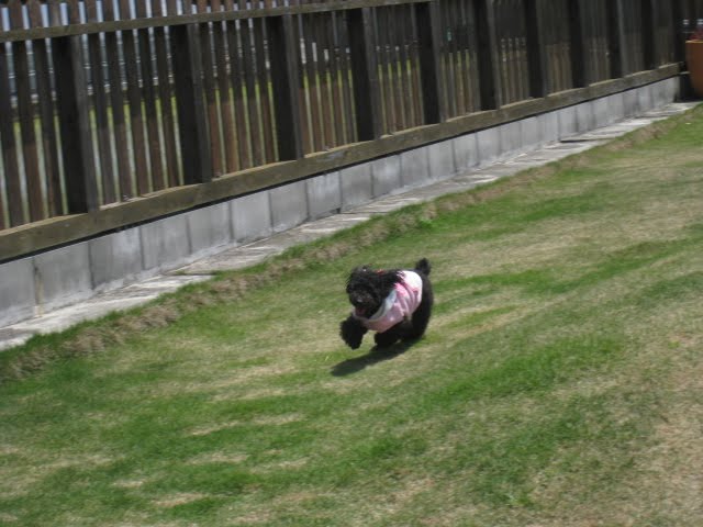 高知の土地家屋調査士田邊のブログ 初めてのドッグラン