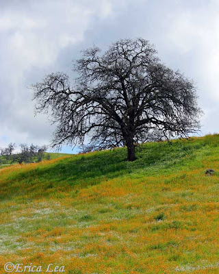 california landscape, foothills, wildflowers