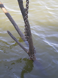 When they dammed Lake Barkley, they did not cut any of the trees first so you find them at anchor