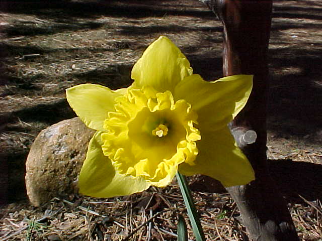 [Daffodil0407c.JPG]