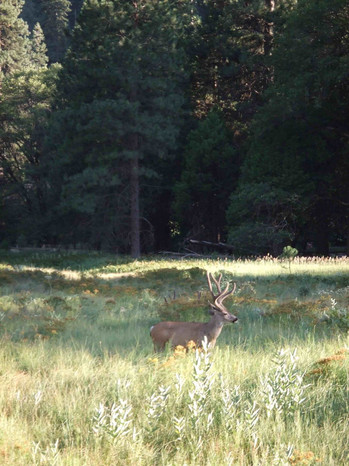 [Yosemite08004w.jpg]