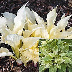 Hosta White Feather