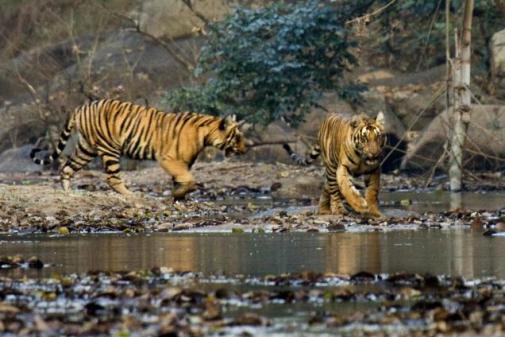 Travel across India | Bharat Expedition: bangal tiger