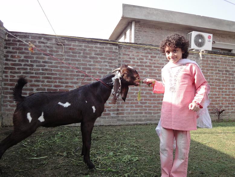 eid goats