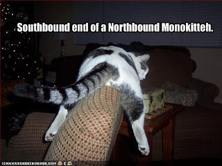 funny-pictures-monorail-cat-from-behind.jpg