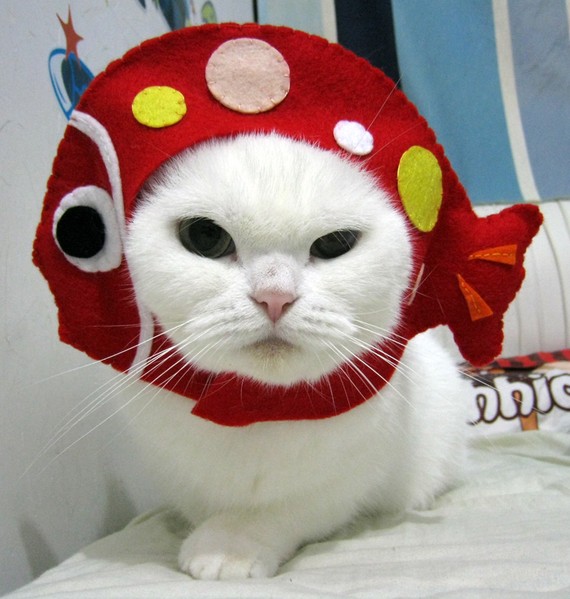 Catsparella Asian Inspired Cat Hats