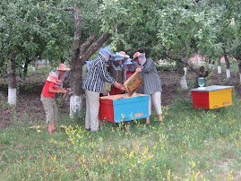 Honey Harvest