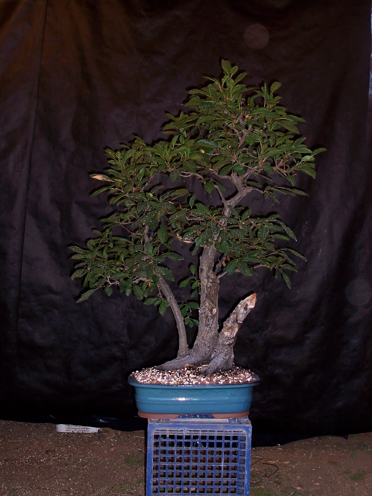bonsaibp's bonsai blog Chokecherry deadwood sculpting part 1