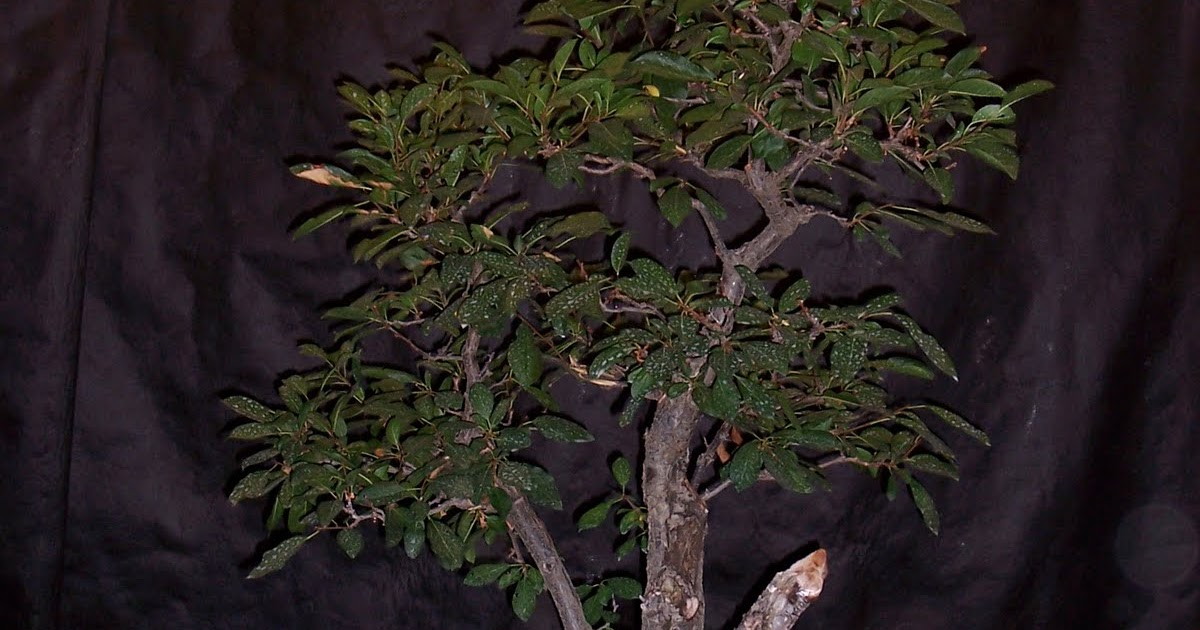 bonsaibp's bonsai blog Chokecherry deadwood sculpting part 1