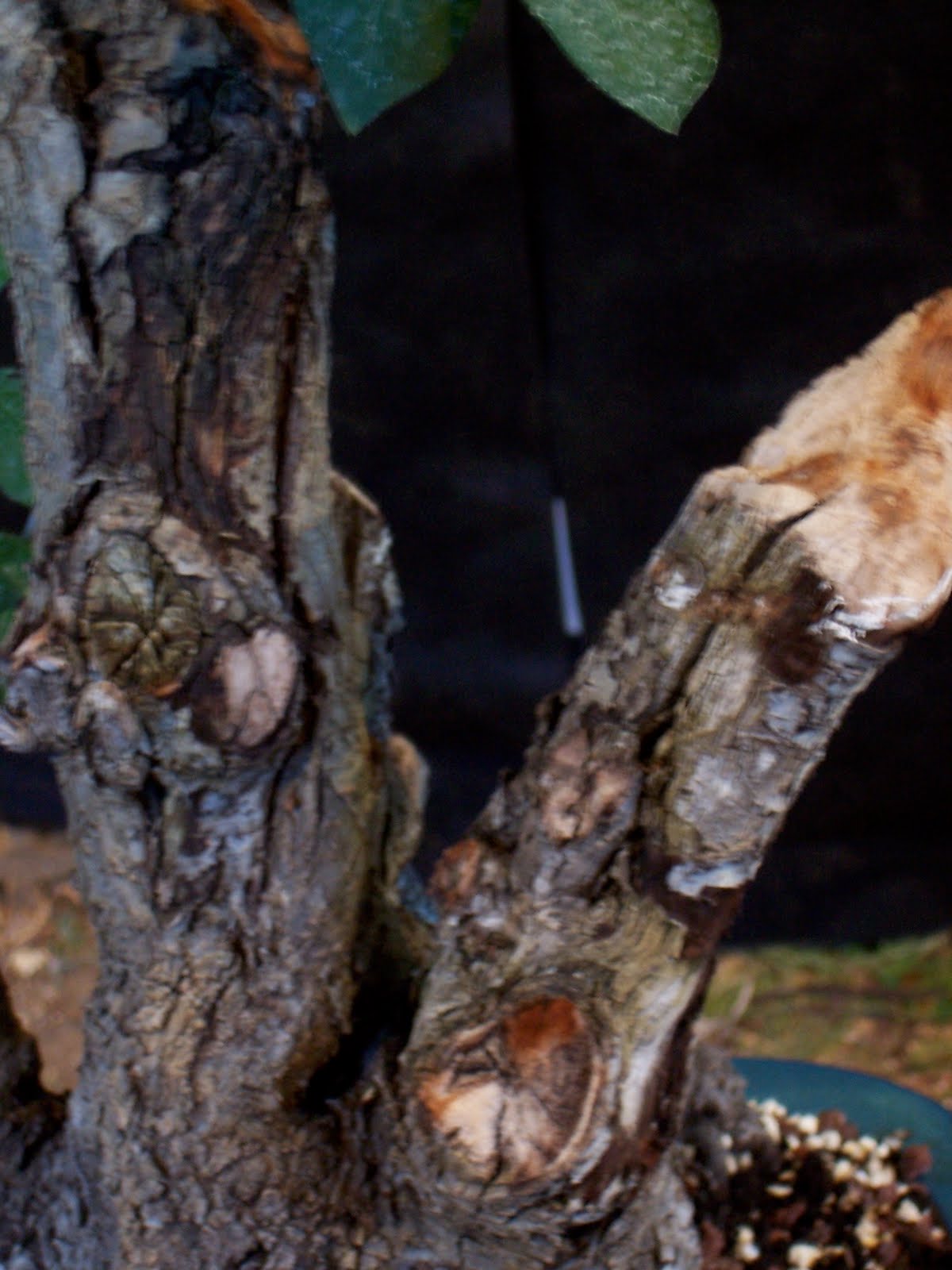 bonsaibp's bonsai blog Chokecherry deadwood sculpting part 1