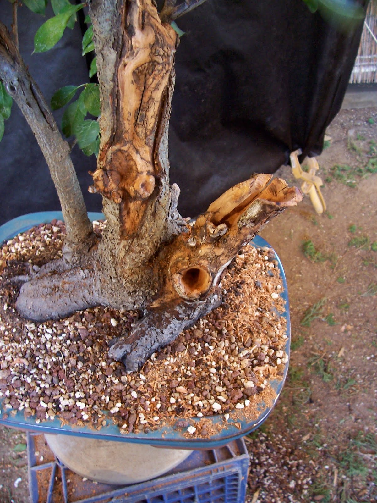 bonsaibp's bonsai blog Chokecherry deadwood sculpting part 1