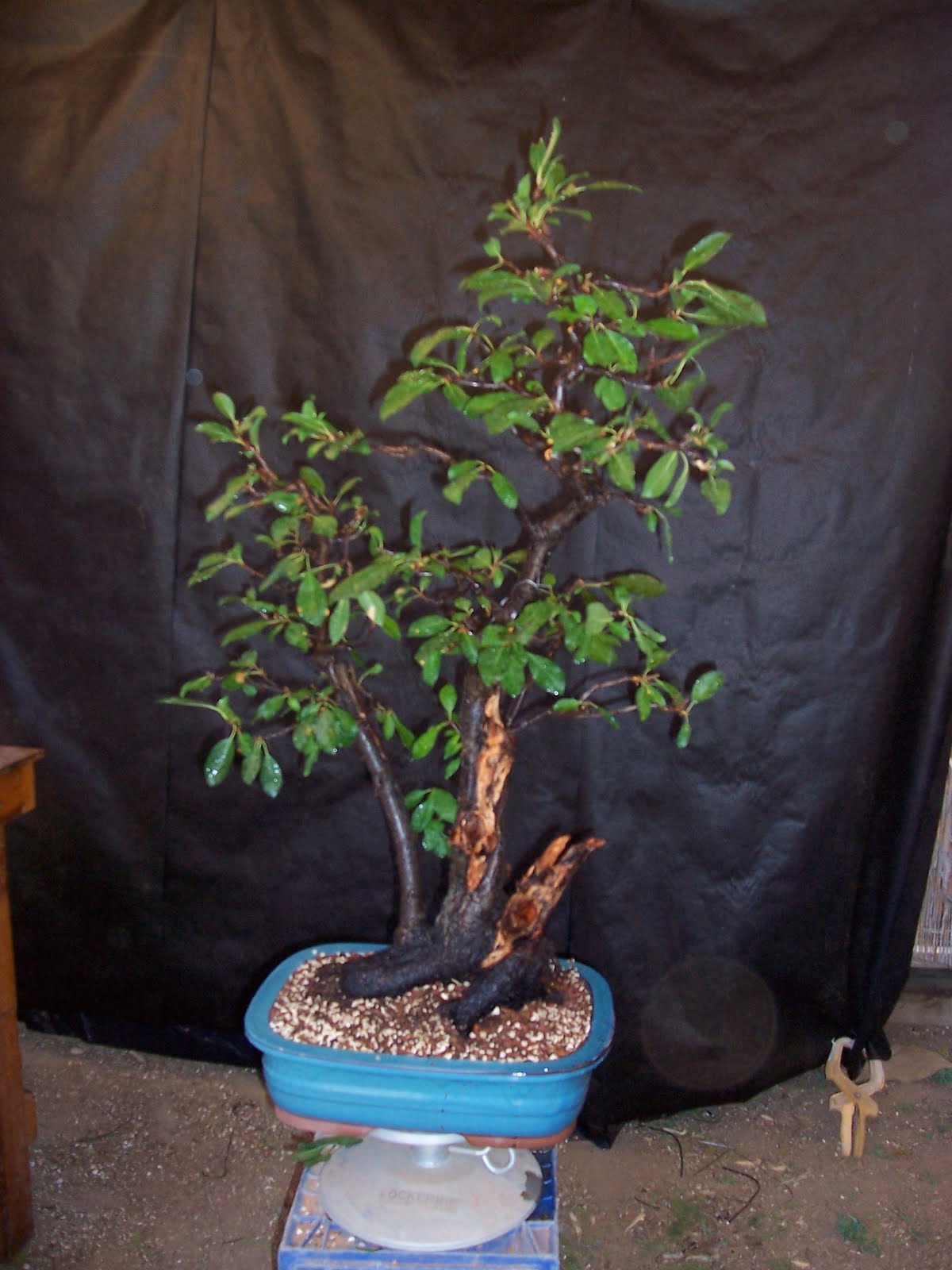 bonsaibp's bonsai blog Chokecherry deadwood sculpting part 1