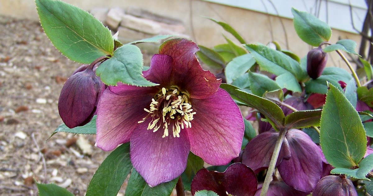 A Garden in Bethlehem PA: Lenten Rose