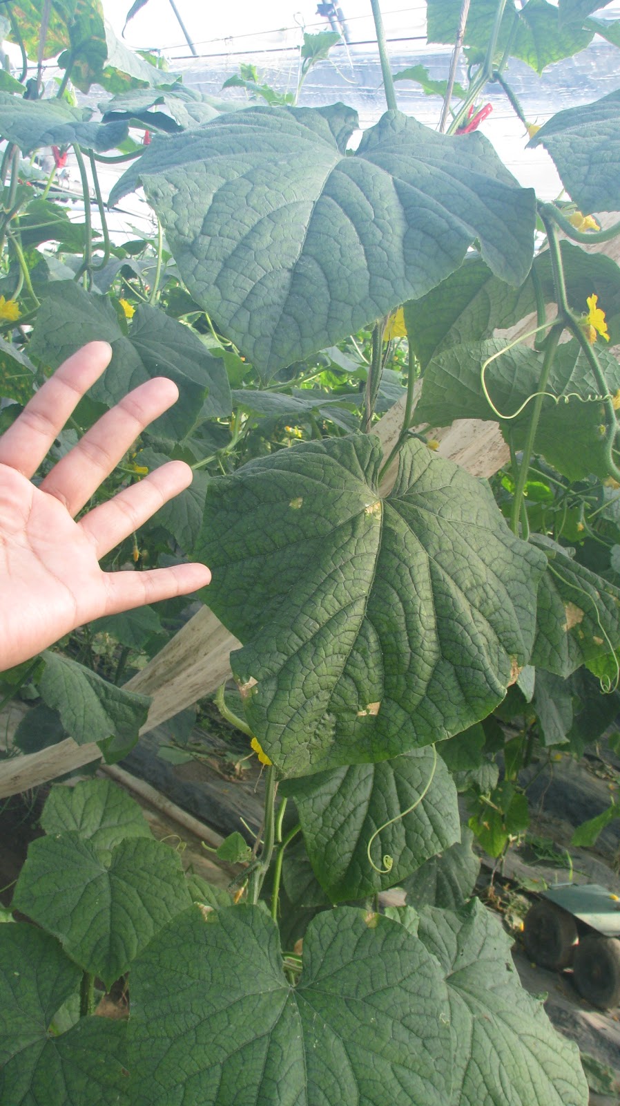 Green Info きゅうりの病害と対策 べと病