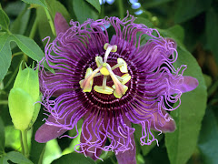 Passion Fruit Flower